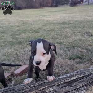 Spotty, American Bully Puppy