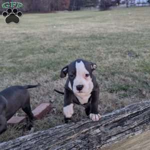 Spotty, American Bully Puppy