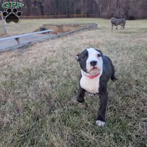 Spotty, American Bully Puppy