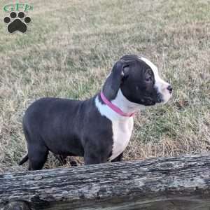 Spotty, American Bully Puppy