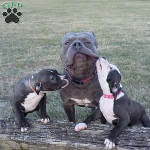 Spotty, American Bully Puppy