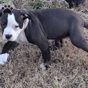 Spotty, American Bully Puppy