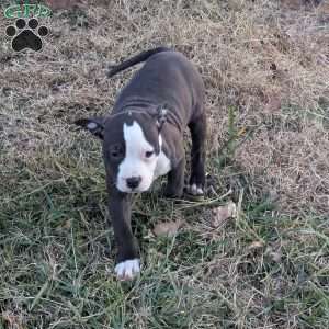 Spotty, American Bully Puppy