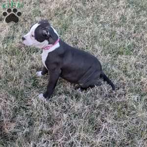 Spotty, American Bully Puppy
