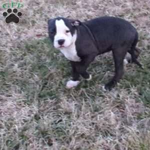 Spotty, American Bully Puppy