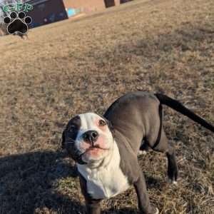 Spotty, American Bully Puppy
