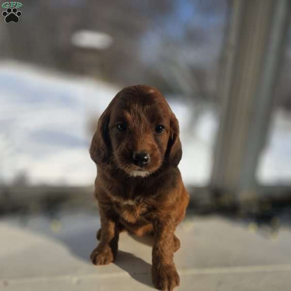 Mark, Irish Doodle Puppy