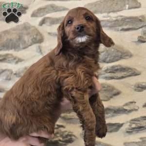 Annie, Irish Doodle Puppy