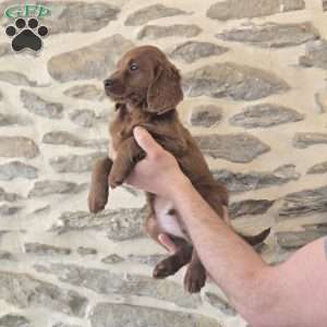 Max, Irish Doodle Puppy