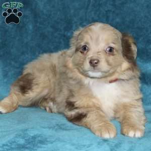 Lulu, Miniature Australian Shepherd Puppy