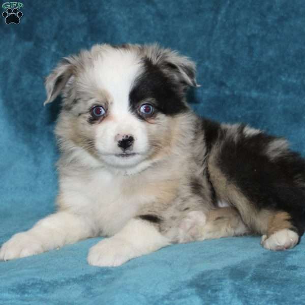 Rover, Miniature Australian Shepherd Puppy