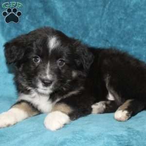 Rusty, Miniature Australian Shepherd Puppy