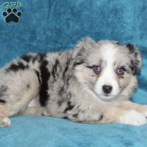 Lacey, Miniature Australian Shepherd Puppy