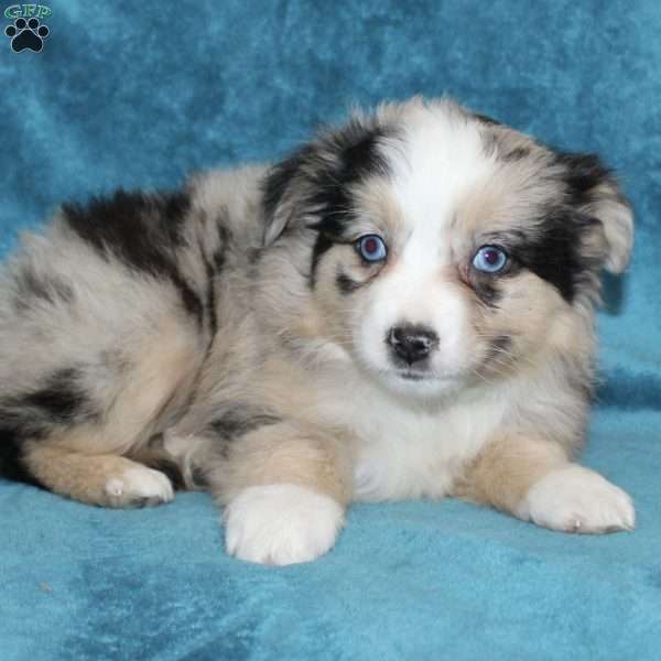 Lilly, Miniature Australian Shepherd Puppy