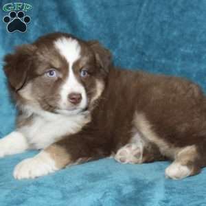 Lexi, Miniature Australian Shepherd Puppy