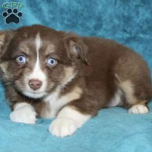 Lila, Miniature Australian Shepherd Puppy