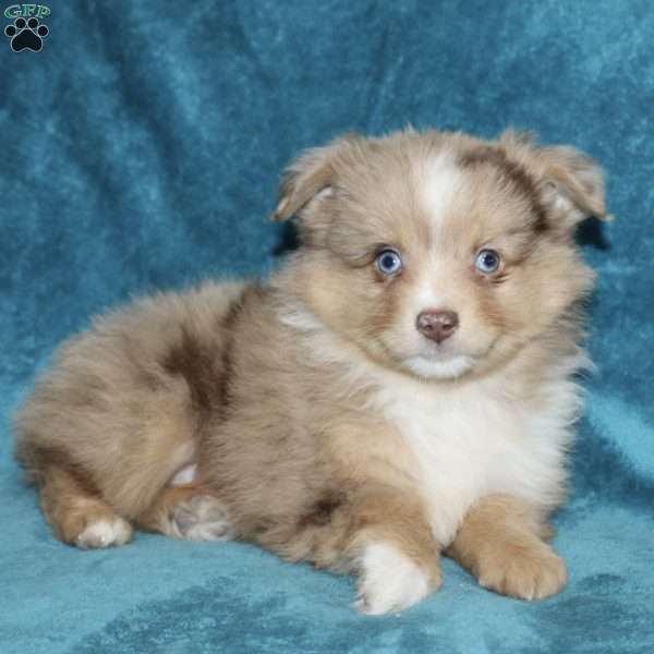 Reddy, Miniature Australian Shepherd Puppy