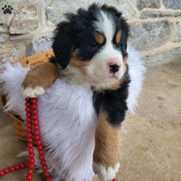 Snowflake, Bernese Mountain Dog Puppy