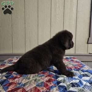 Diane, Newfoundland Puppy
