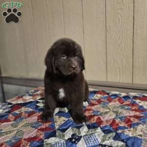 Diane, Newfoundland Puppy