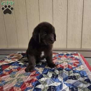 Diane, Newfoundland Puppy