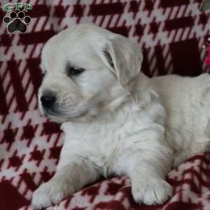 Franklin, English Cream Golden Retriever Puppy