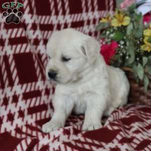 Franklin, English Cream Golden Retriever Puppy