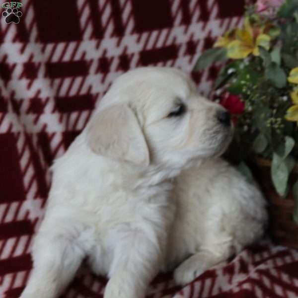 Franklin, English Cream Golden Retriever Puppy