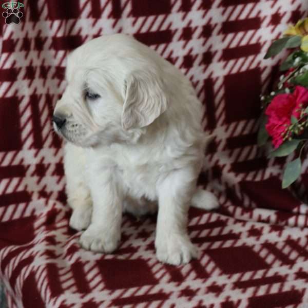 Felicity, English Cream Golden Retriever Puppy