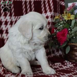 Felicity, English Cream Golden Retriever Puppy
