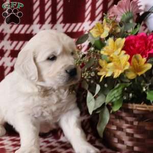 Farley, English Cream Golden Retriever Puppy
