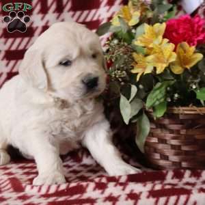 Felix, English Cream Golden Retriever Puppy