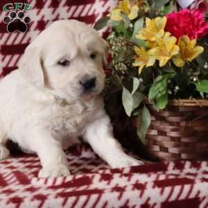 Farley, English Cream Golden Retriever Puppy