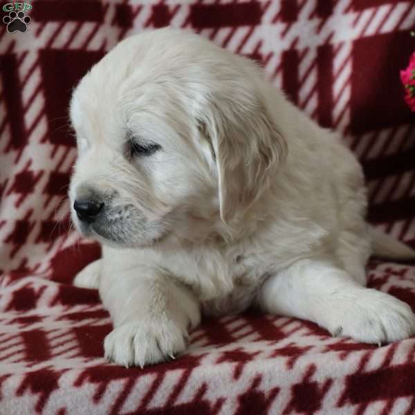Felix, English Cream Golden Retriever Puppy