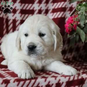 Felix, English Cream Golden Retriever Puppy