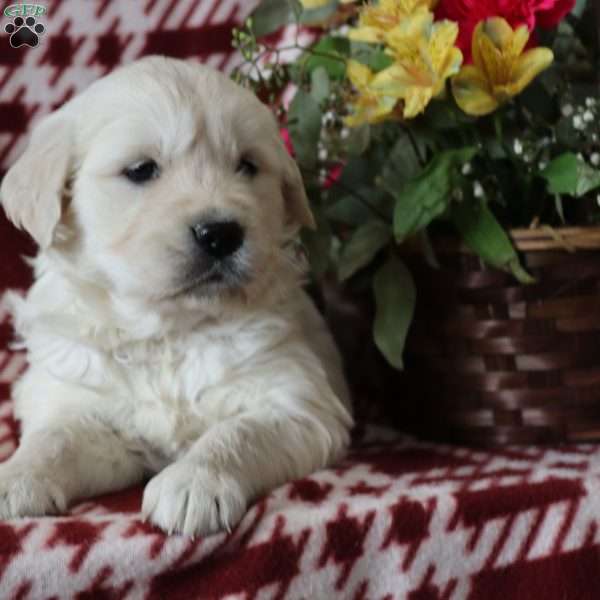 Francis, English Cream Golden Retriever Puppy