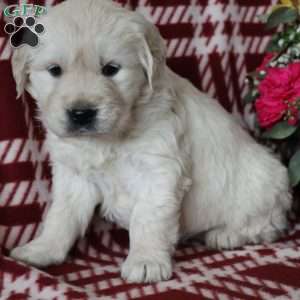 Francis, English Cream Golden Retriever Puppy