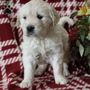 Francis, English Cream Golden Retriever Puppy