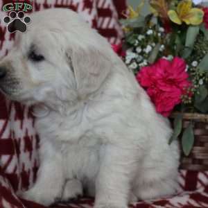 Florence, English Cream Golden Retriever Puppy