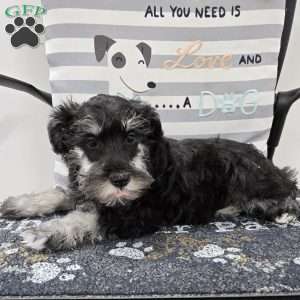 Kirby, Miniature Schnauzer Puppy