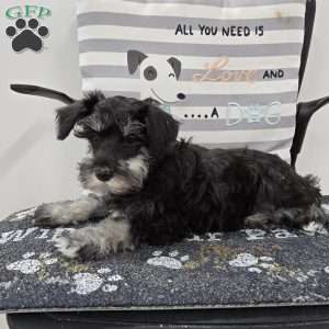 Kirby, Miniature Schnauzer Puppy