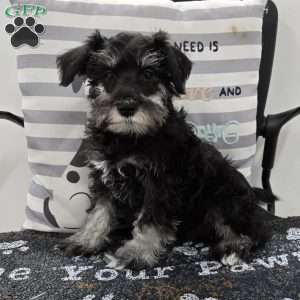 Kirby, Miniature Schnauzer Puppy