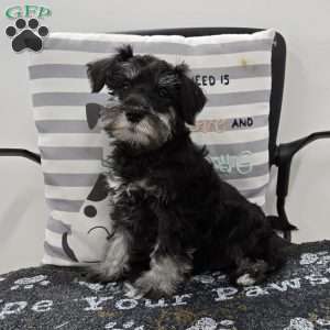 Kirby, Miniature Schnauzer Puppy