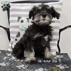 Kirby, Miniature Schnauzer Puppy