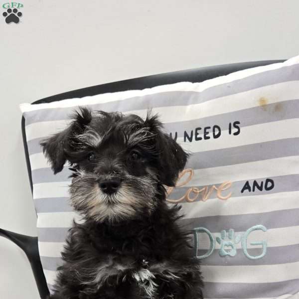 Kirby, Miniature Schnauzer Puppy