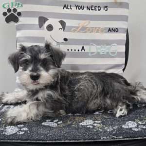 Kurt, Miniature Schnauzer Puppy