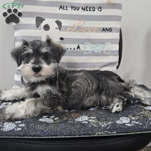 Kurt, Miniature Schnauzer Puppy