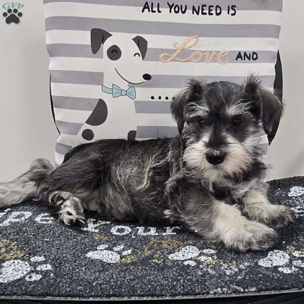 Kurt, Miniature Schnauzer Puppy