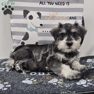 Kurt, Miniature Schnauzer Puppy