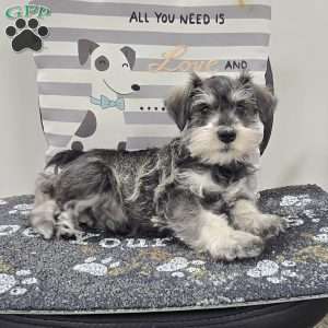 Kurt, Miniature Schnauzer Puppy